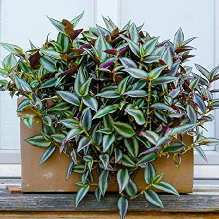 Tradescantia Zebrina - Wandering Dude | Best Indoor Plants | 15-25cm Potted