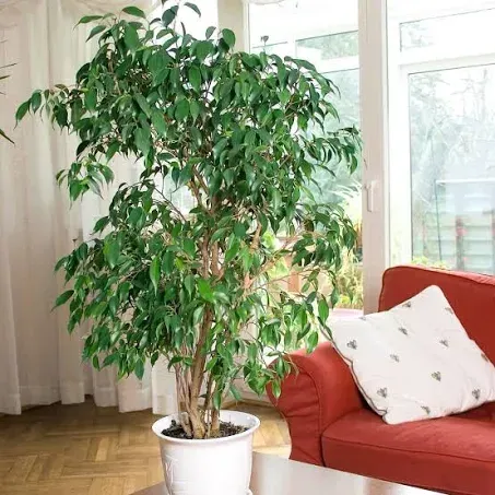 Ficus Benjamanica Exotica