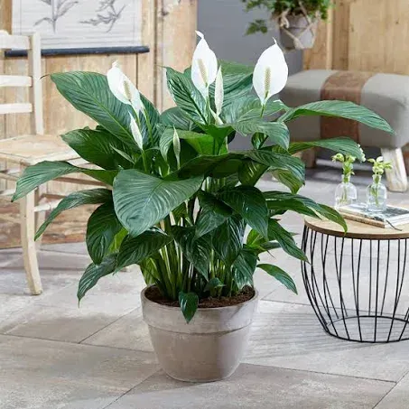 Spathiphyllum 'Peace Lily' House Plant