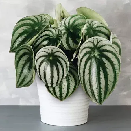 Premium Peperomia Argyreia